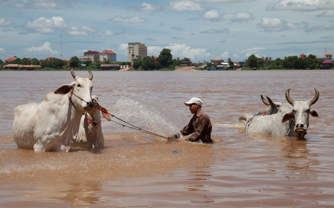 Rinderbaden im Mekong