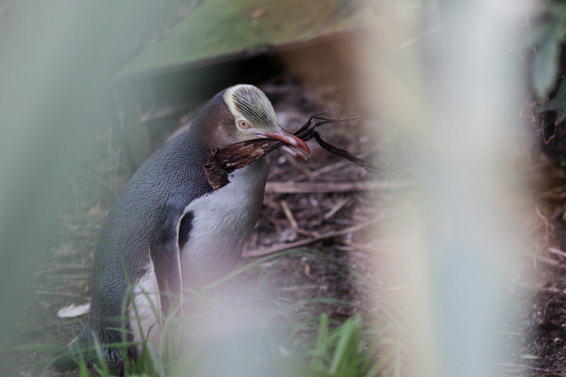 Pinguine on ihrere Kolonie unterhalb des Moeraki Lighthouse
